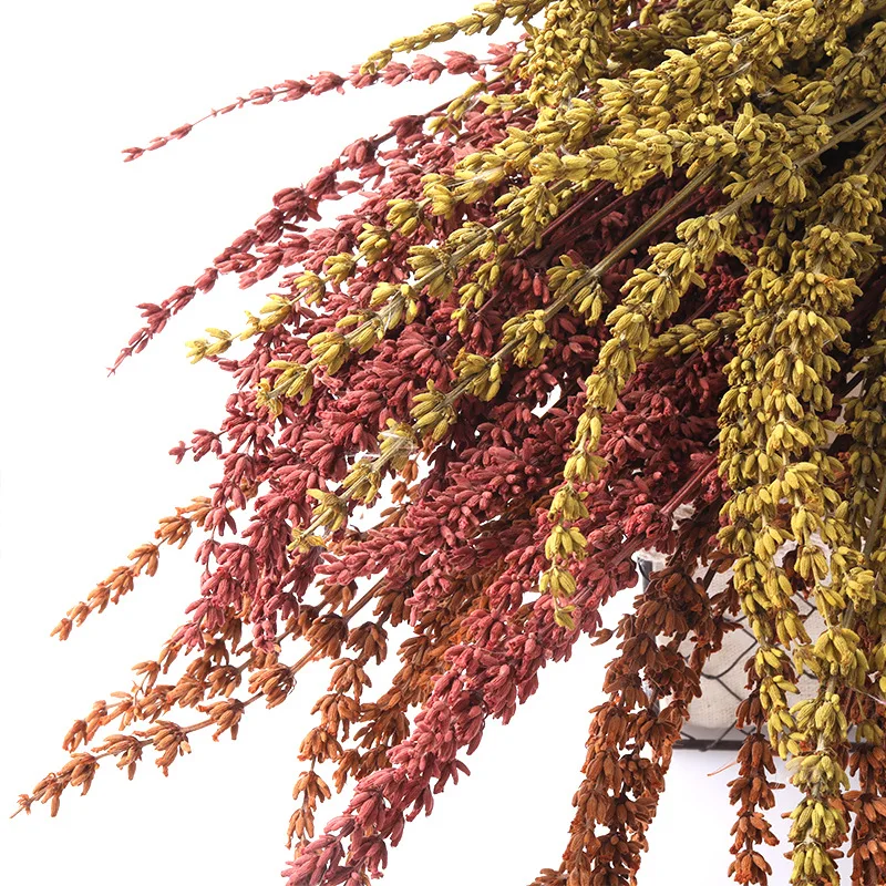 

50g Dried Natural Flower Provence High Quality Lavender DIY Lmmortal Flower Garden Living Room Wedding Party Home Decor