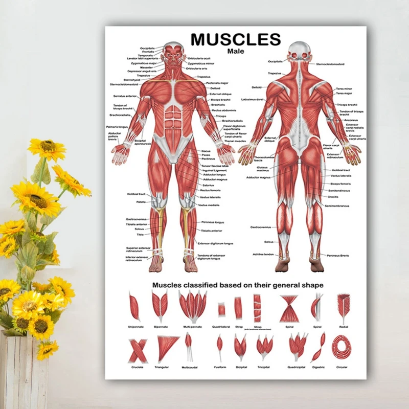 

Muscular System Anatomical Poster Muscle Anatomy Chart In front/Back Sided 19.69x27.56 inches for Hospital Gymnasium HCCY