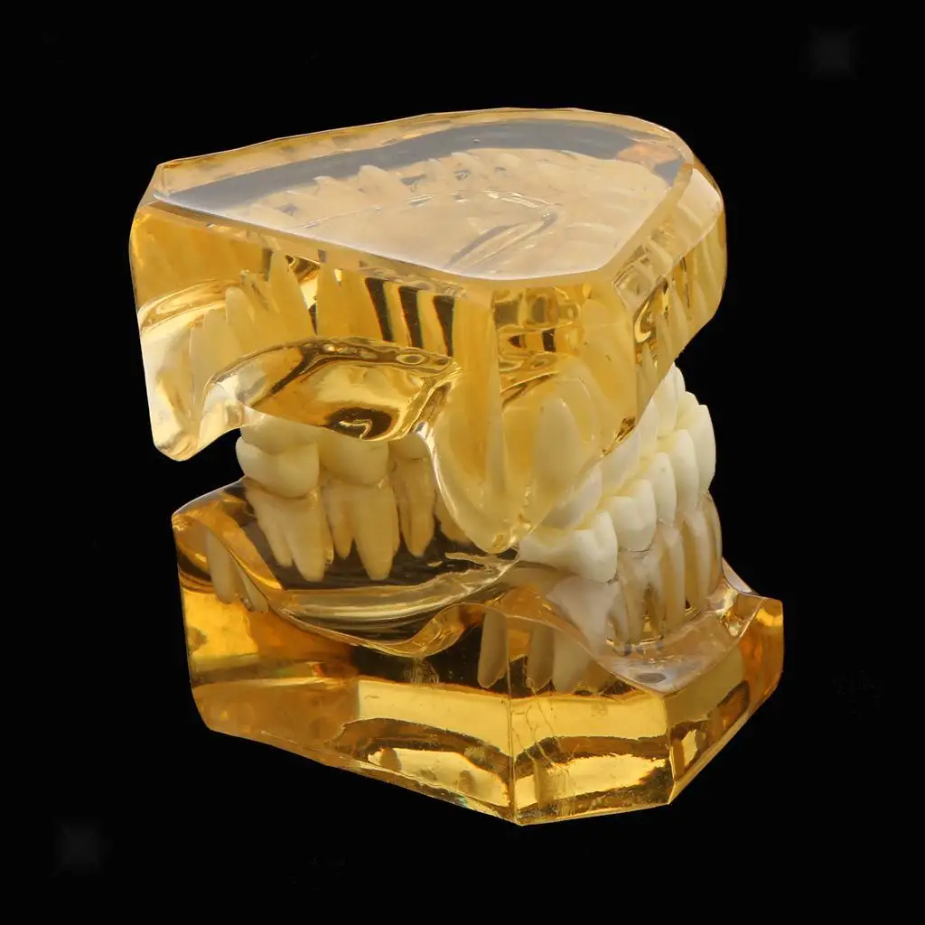 Стоматологическая съемная модель зубов для взрослых Typodont дантиста | Красота и