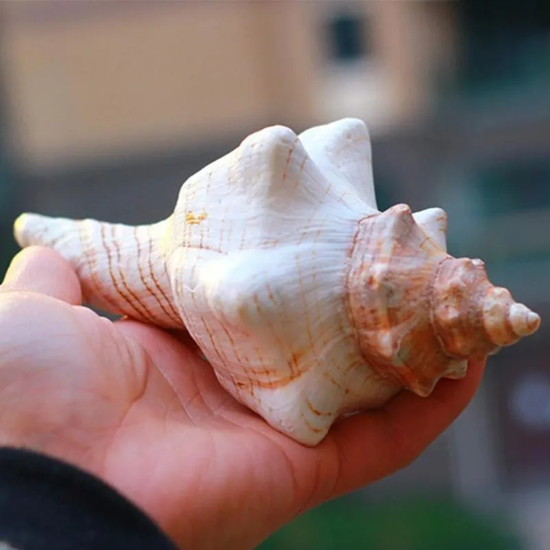 9-17 см коричнево-белый натуральный негабаритный Улитка Раковина Морская раковина