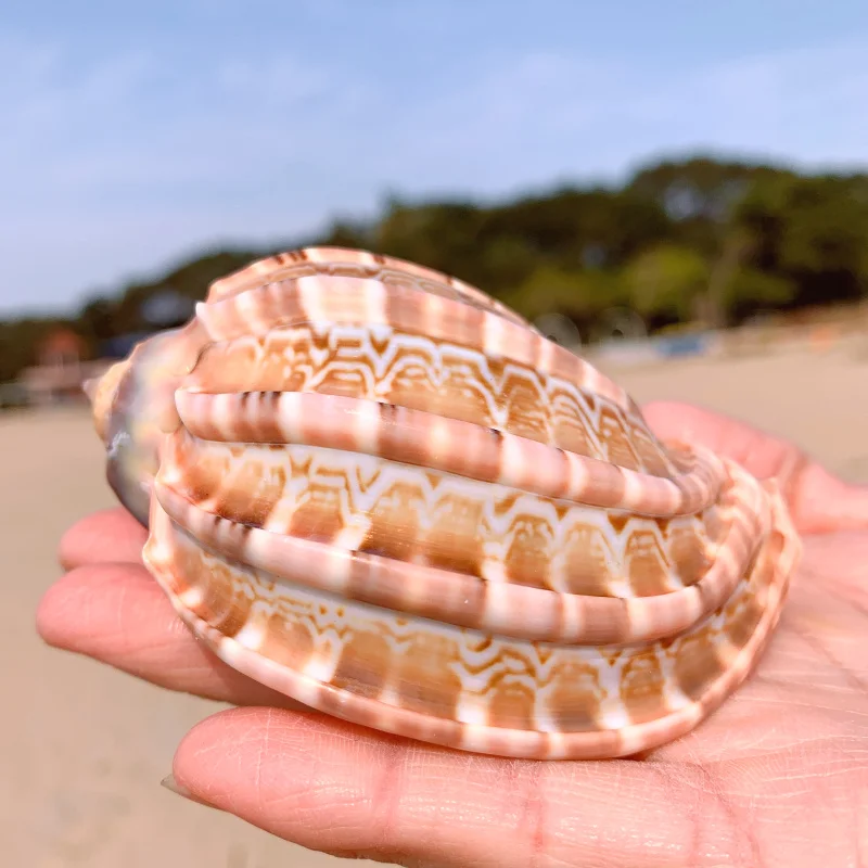 New Sea Snail Natural Shell Large Conch Fish Tank Aquarium Decoration Roll Shellfish Breeding Mediterranean Pot Furnishing | Дом и сад