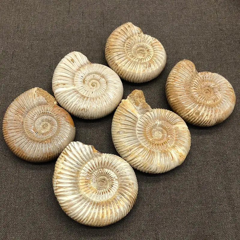 4-6 см натуральный мадагаскарский большой образец панеологические ископаемые