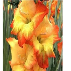 12 Ngryise 10 шт набор Vaniot Houtt gladiolus лампочка - Цвет: 12