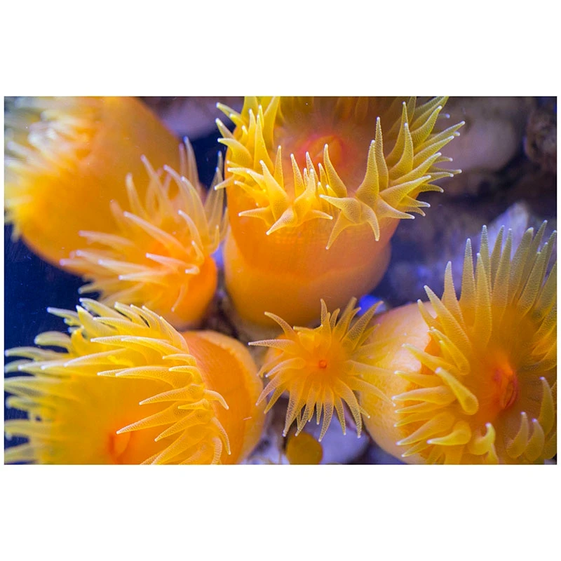 

Алмазная живопись «сделай сам», алмазная вышивка, круглая смола, алмазная вышивка крестиком, домашний Настенный декор 30x40 см, группа анемоно...