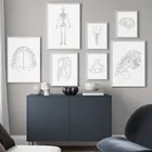 Линия рисования Анатомия человека Скелет мозга настенная живопись холст скандинавские плакаты и принты настенные картинки для декора гостиной
