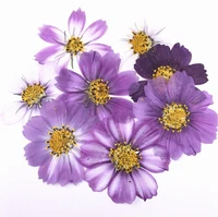 100pcs 4 7cm dried pressed purple cosmos bipinnata cav flower for postcard jewelry bookmark craft diy flowers accessories