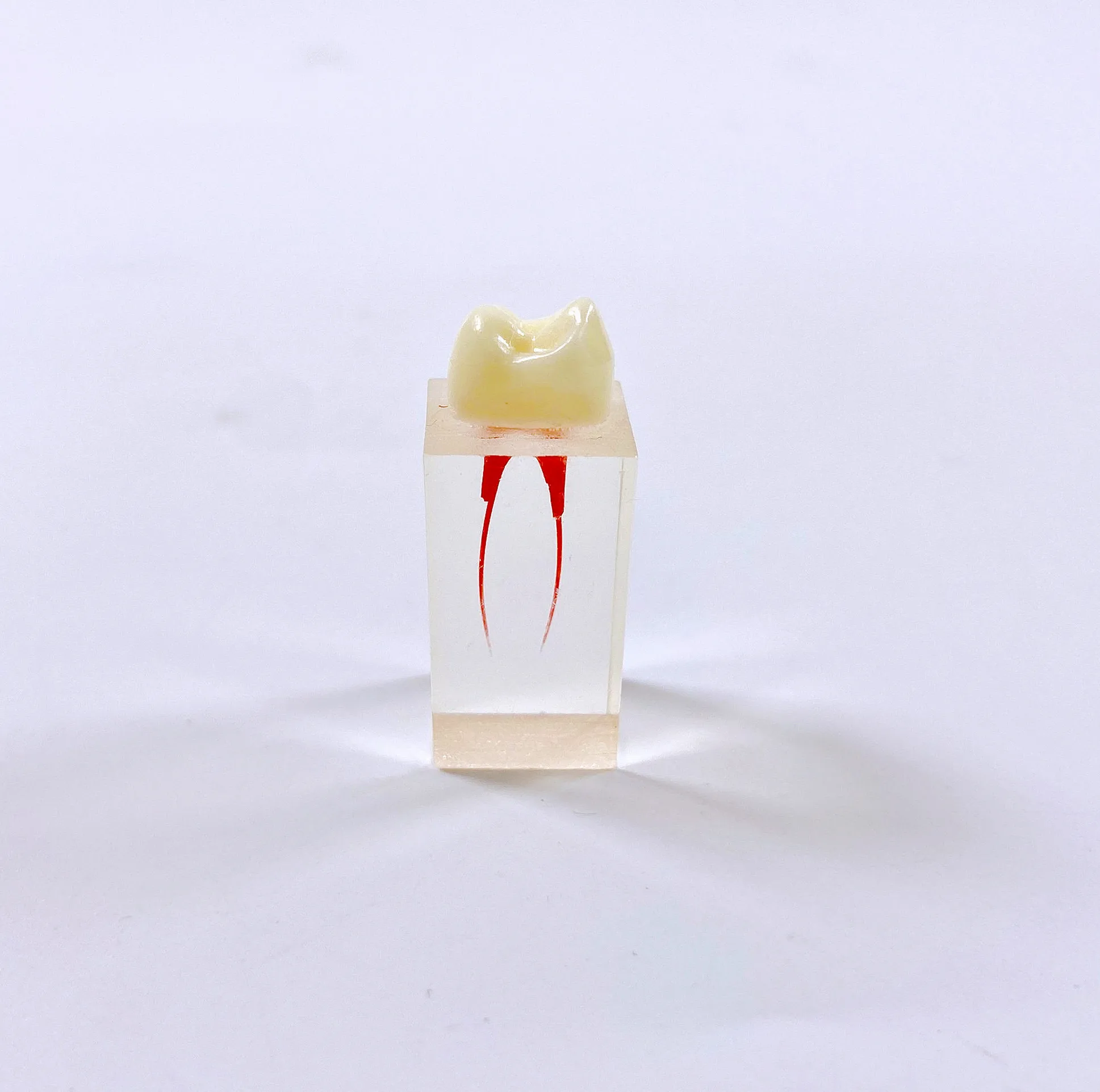 Модель для обучения стоматологии обучающий блок RCT корневой канал зубы обучение