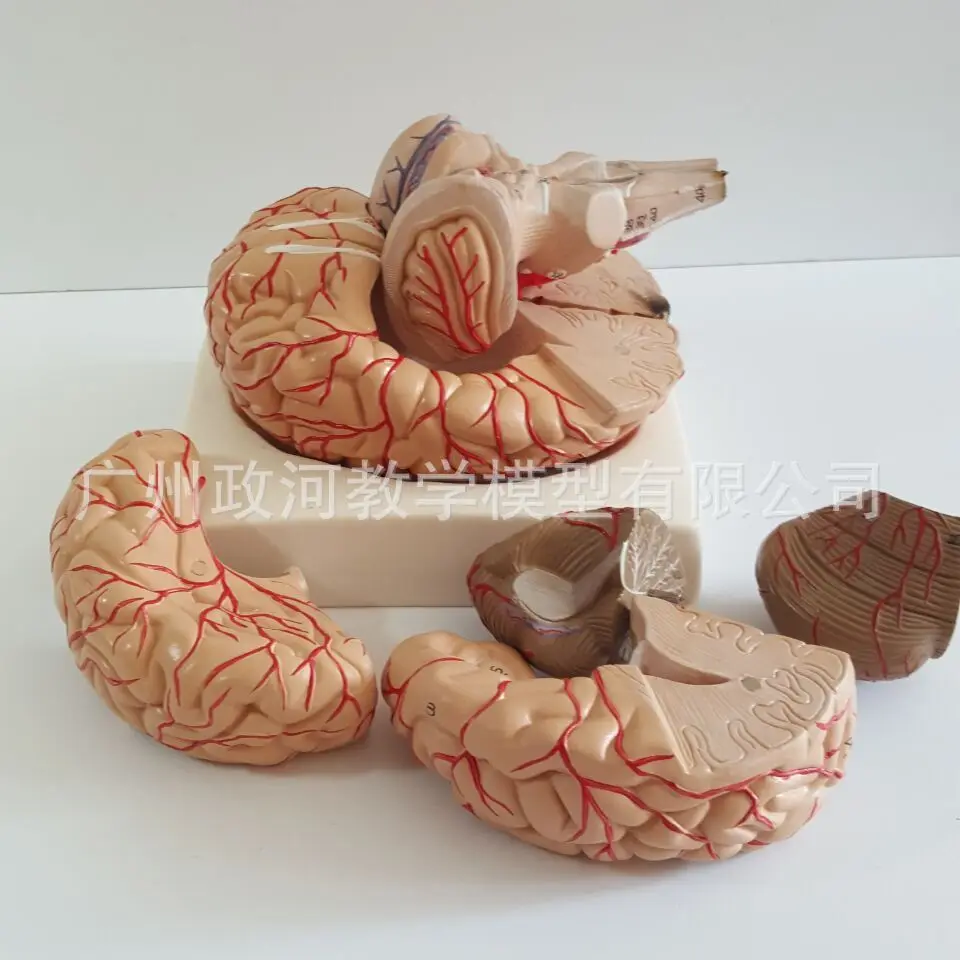 Человеческий мозг мозговая артерия черепа нерв анатомия модель нейрология