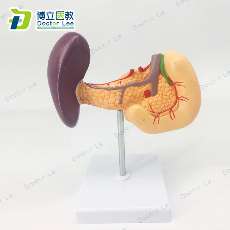 Анатомическая модель человека селезенки поджелудочной железы | Канцтовары для