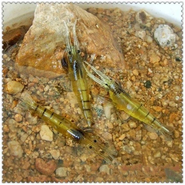 Mavllos 3pcs/lot 4cm 1.2g Artificial Soft Shrimp Fishing Lure Silicone Bait Hooks Sea Soft Plastic Fishing Wobbles