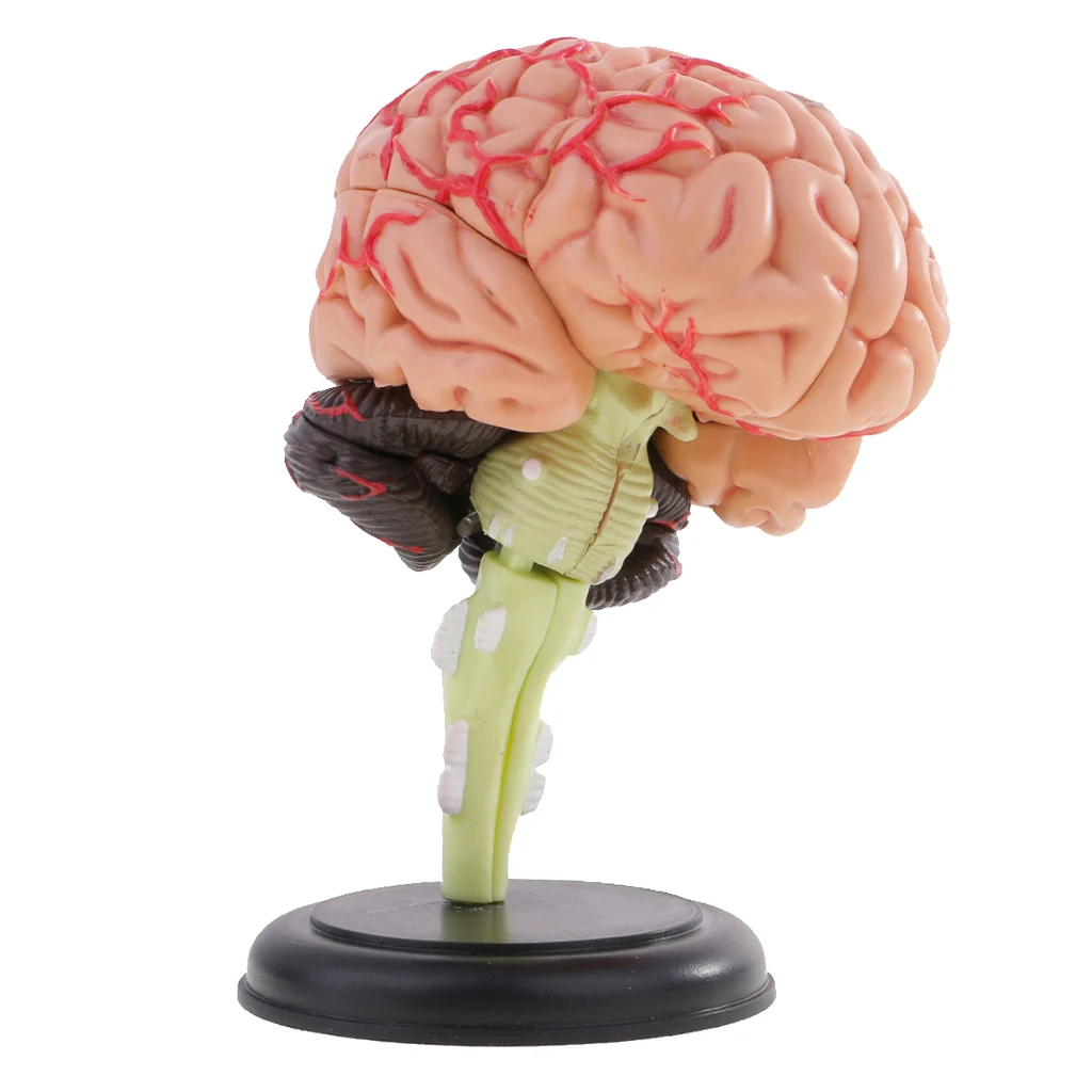 

PVC 4D Disassembled Manikin Brain Structural Anatomy Model Assembly Brain Structural Model 31 Parts Teaching Learning Tool