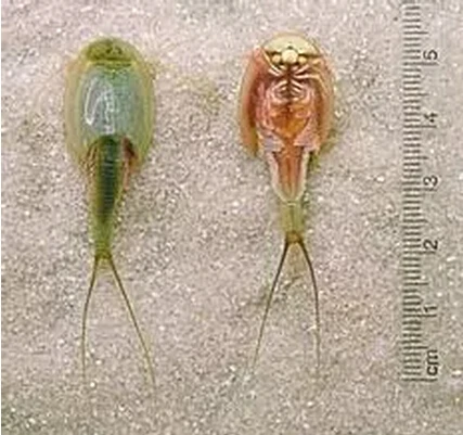 Triop-huevos de acuario para ni&ntilde;os, Juguetes De ciencia para Navidad, divertidos, 45 huevos/lote, 2020, 80mm de longitud-1