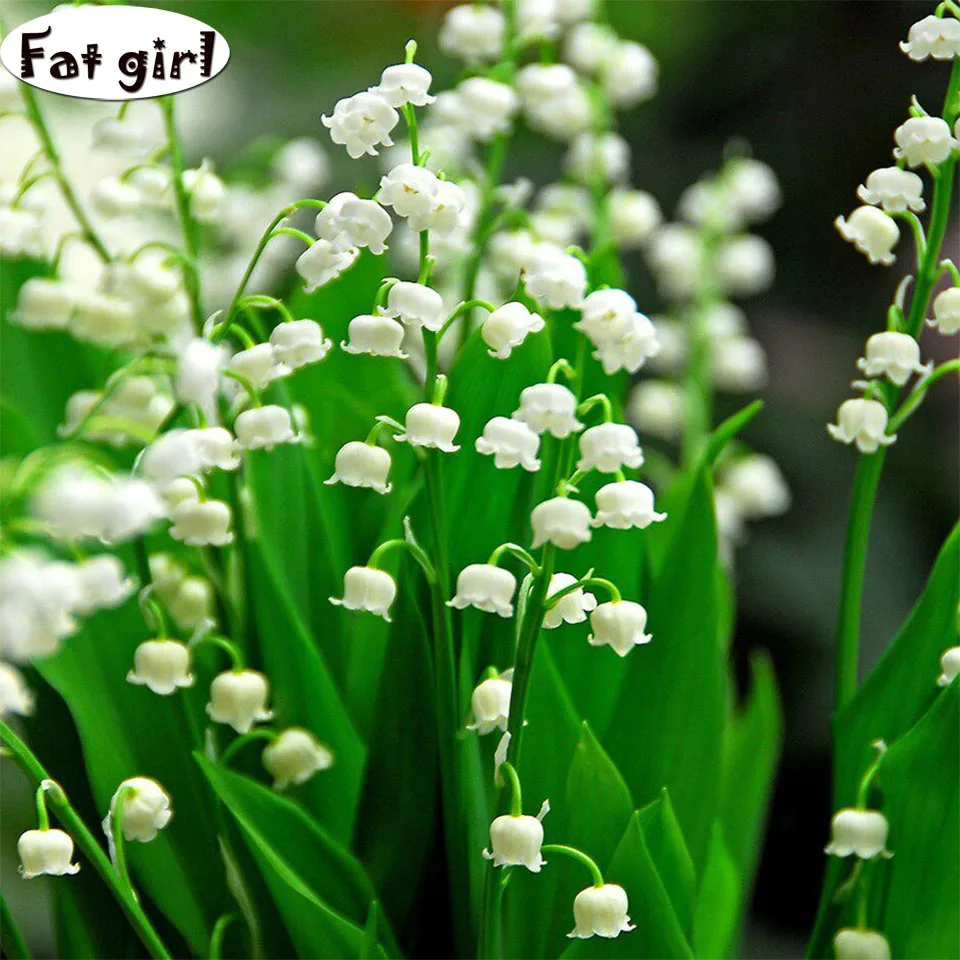 Алмазная мозаика 5D с изображением колокольчика орхидеи алмазная живопись