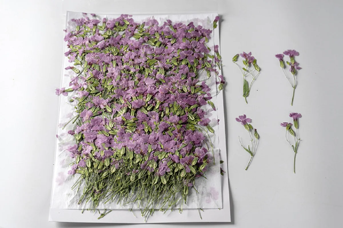 

250pcs Pressed Dried Flower Vaccaria hispanica Plant Herbarium Epoxy Resin Jewelry Photo Frame Phone Case Bookmark Making DIY