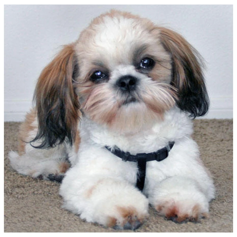 

Алмазная мозаика shih tzu dog, Набор для вышивки крестиком с животными
