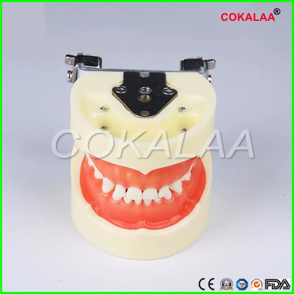 Dental Teeth Anatomical Anatomy Model Children for frasaco / kavo head model | Красота и здоровье