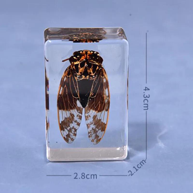 Прозрачный образец насекомых из смолы Обучающие настольные украшения для дома