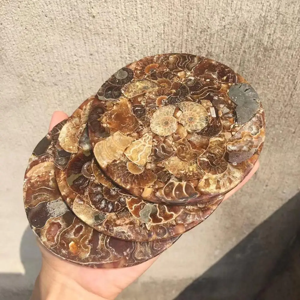 115 мм натуральный Мадагаскар fossil ломтики пластины полированный Сплит Аммонит окаменелость минеральный