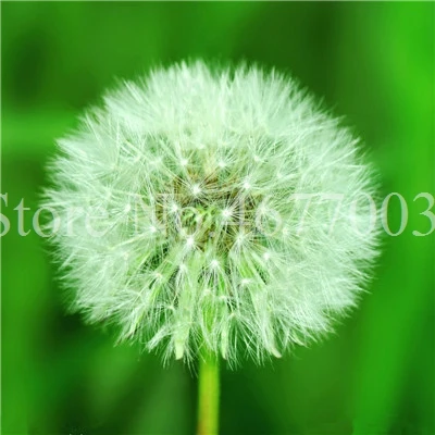 Taraxacum монгольский цветок бонсай, Одуванчик красивый монгольский Одуванчик бонсай Diy товары для домашнего сада травяные плантации 100 шт - Цвет: 100pcs8