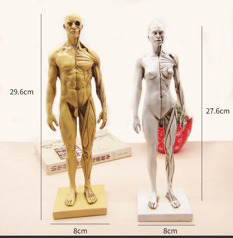 Женская статуя из смолы для мышц тела скульптура искусственная анатомия