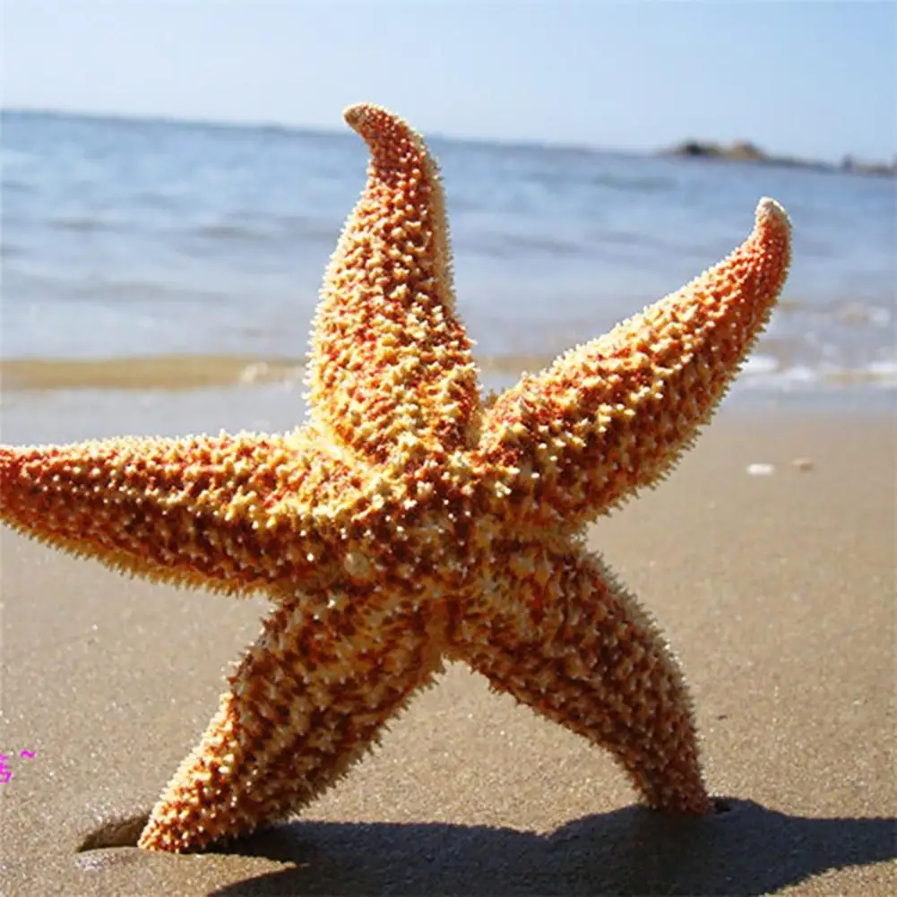 

Starfish Estrellas De Mar Estrela Do Mar Star Fish 2Pcs Natural Dried Starfish Sea Star Beach Craft Wedding Party HomeDecoration