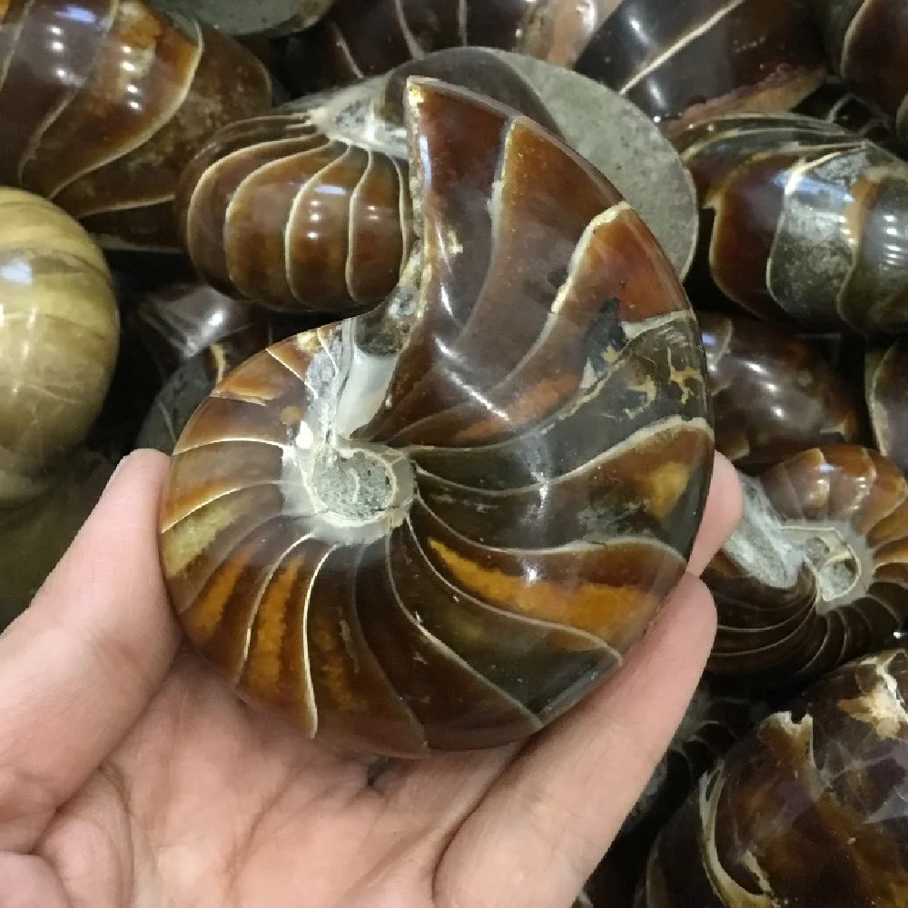 200 г Природный полированный Nautilus окаменелости аммониты камня для украшения | Дом