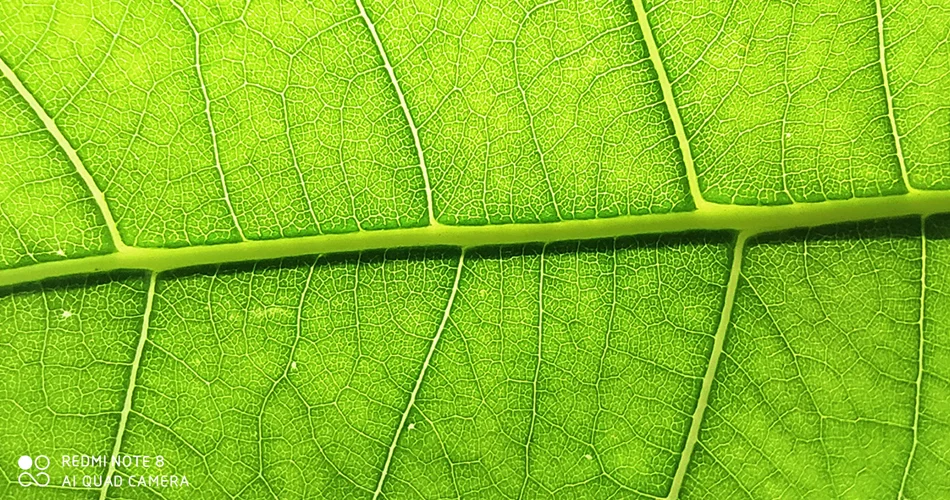 Xiaomi Redmi Note 8 с глобальной версией, 48 МП, 4 Гб ОЗУ, 128 Гб ПЗУ, Смартфон Snapdragon 665, четыре ядра, FHD экран 6,3 дюйма