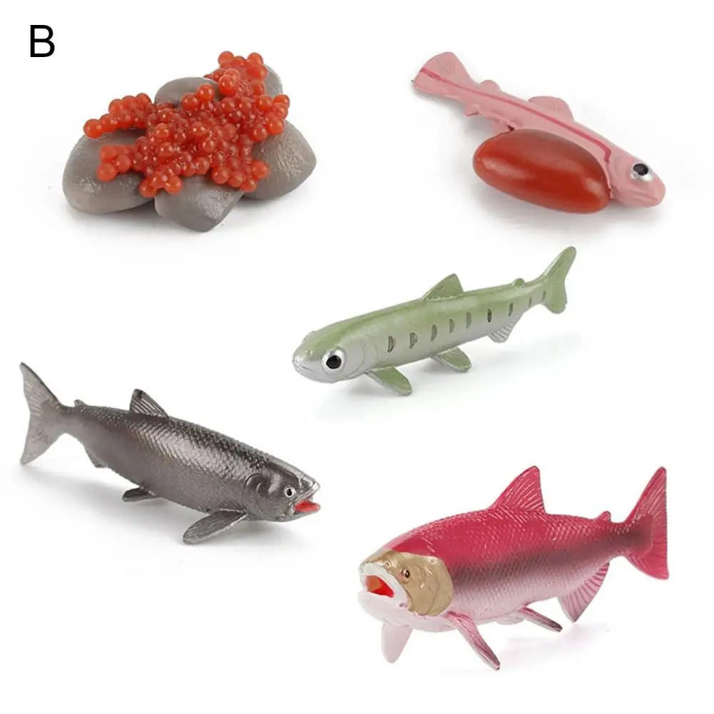 

Insect Life Circle Model Figure Educational Toy Kids Gift Decoration Ornament Decoration Ornament Educational Toy