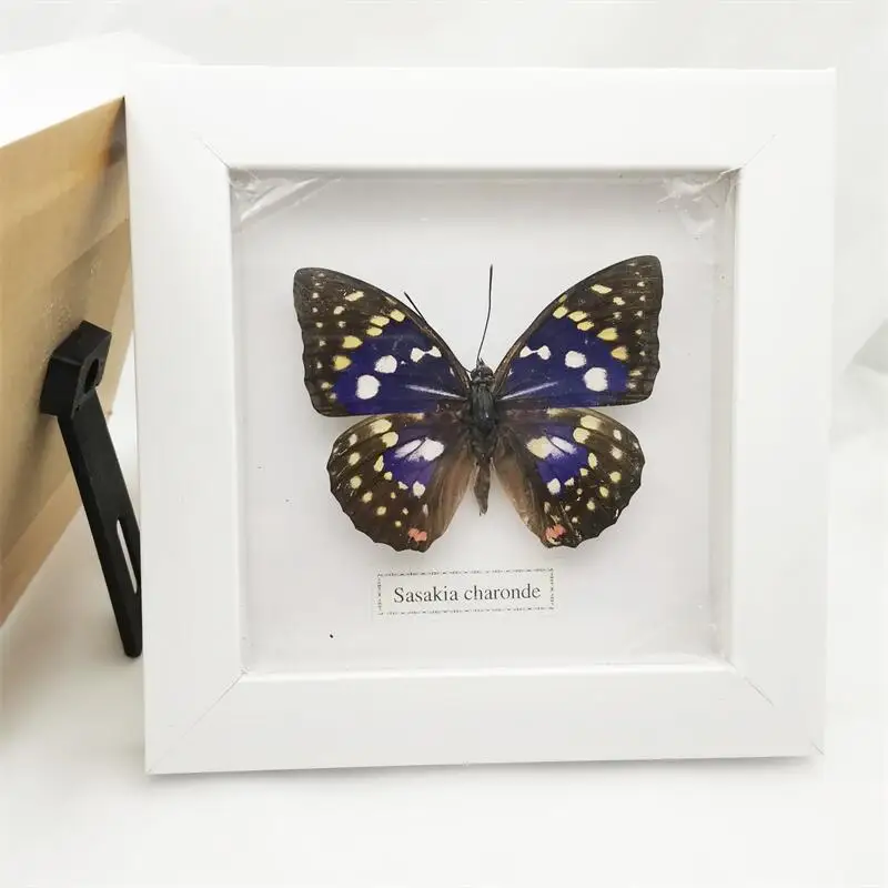 Fixed Spread Wings Real Butterfly Specimens Photo Frame Indoor Decoration Home Decorations Insect Sample Figurines Pendulum | Дом и сад