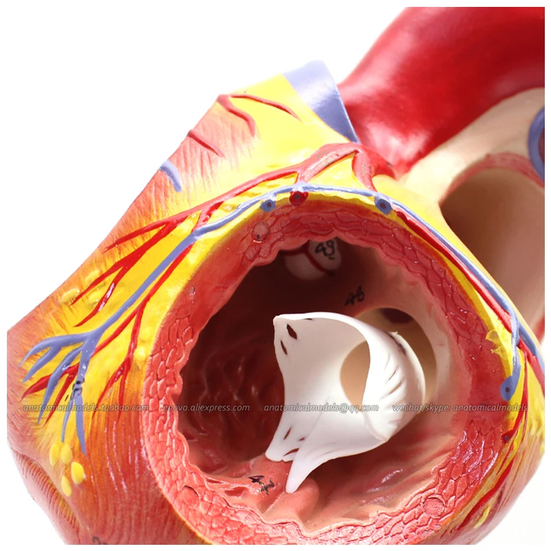 12480/пронумерованные 2x анатомические модели человеческого сердца в натуральную