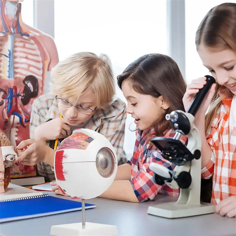 Модель человеческого глаза модель увеличения глаз анатомии глазного яблока