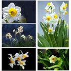 KAMY YI цветок желтый Нарцисс алмазная живопись пейзаж Вышивка крестиком 5D Diy полный мозаика с бриллиантовой вышивкой украшение дома