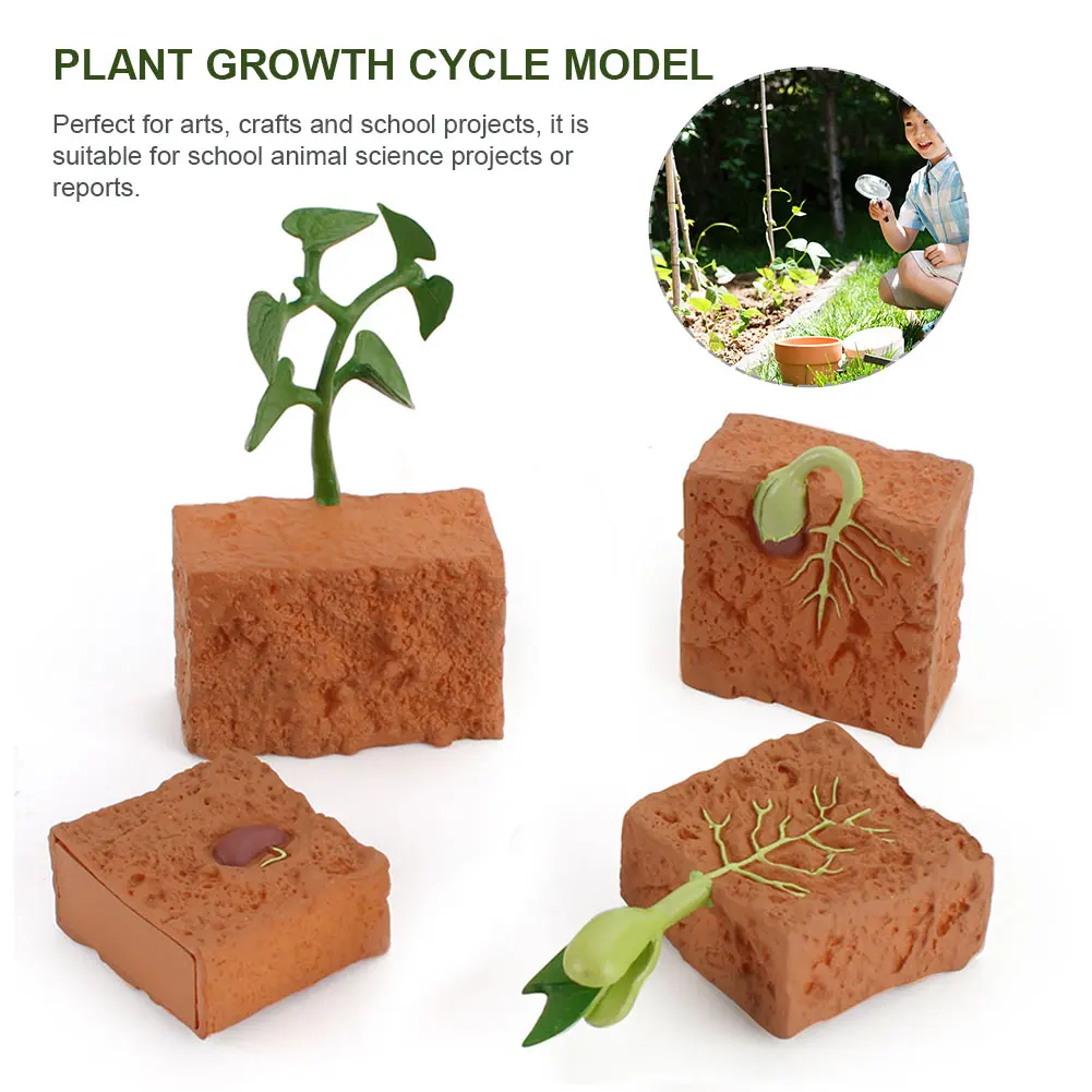 

Simulation Life Cycle of a Green Bean Plant Growth Cycle Model Science Teaching Material Educational Toys for Children