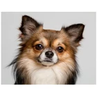 5d алмазная живопись для творчества, распродажа, вышивка крестиком, картина 3d для чихуахуа, алмазная вышивка, квадратная, круглая, блестящая картина YG1517