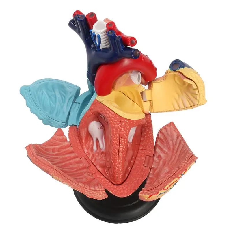 4D человеческое сердце Обучающие игрушки Сборная модель медицинская школа