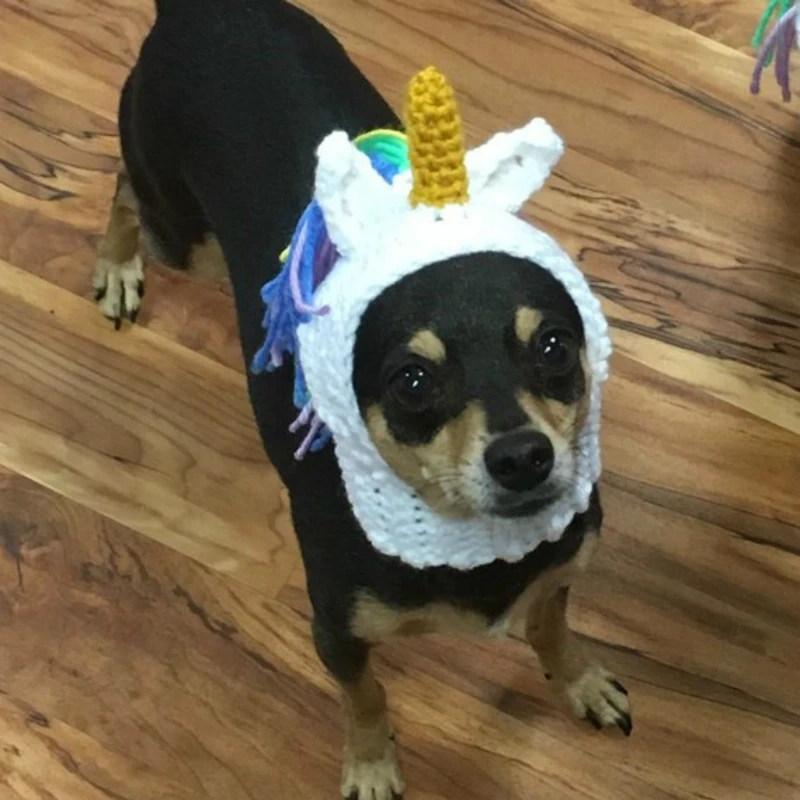 Домашними животными котом собакой шапка скафандр одежда лошадиная грива парик