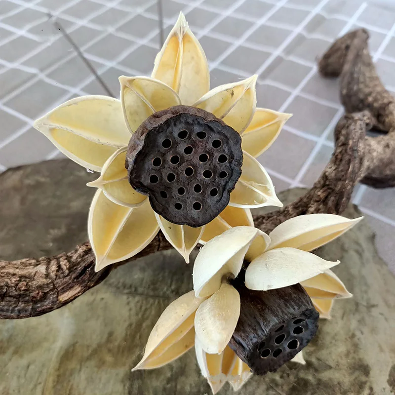 

6Pcs Bauhinia Lotus Natural Preserved Dried Flower Bouquet Handmade Photograph Home Desktop Office Garden Nostalgic Decoration