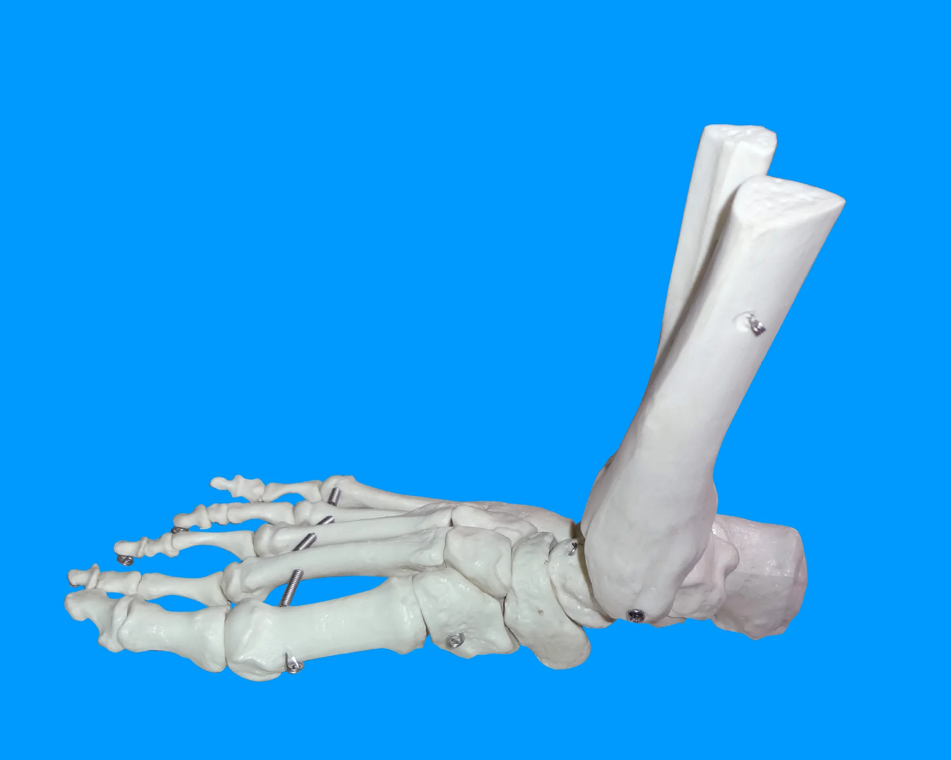 

1:1 человеческий сустав ноги, сустав лодыжки, костная модель, медицинская анатомия, модель скелета, обучающий инструмент, поставщик