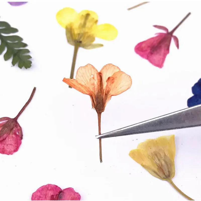 Натуральные прессованные настоящие цветы канолы 12 шт./компл. сушеные для поделок