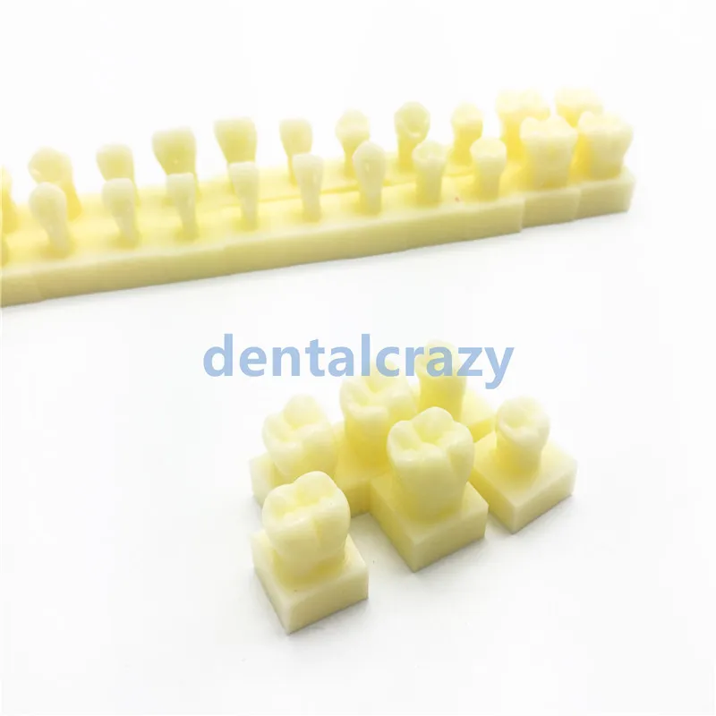 Модель перманентных зубов с базой 1 раз натуральный размер стоматологический