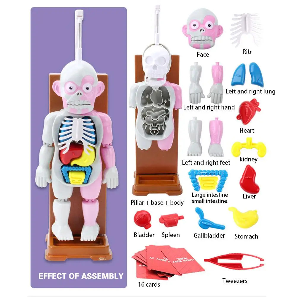 

4D Human Organs Skeletion Funny ANATOMY MODEL Medical Body Skull Skeleton Anatomical Cock Model Kids Science Educational Toys