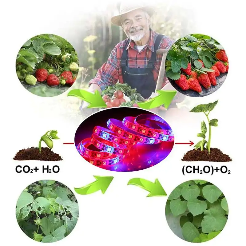 

Plant Grow Lights 1m 3m/5m Waterproof Full Spectrum LED Strip Flower Phyto Lamp Red Blue 5:1 for Greenhouse Hydroponic