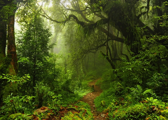 

Green Jungle Rain Forest Tropical Forest Tree Natural Scene Photography Background Photo Backdrop Photocall Photo Studio