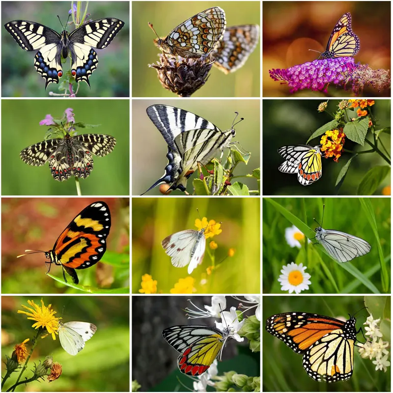 

Diy Diamond Painting Beauty Butterfly Poster Diamond Embroidery Painting Diamond Mosaic Full Drill Cross Stitch Home Decoration