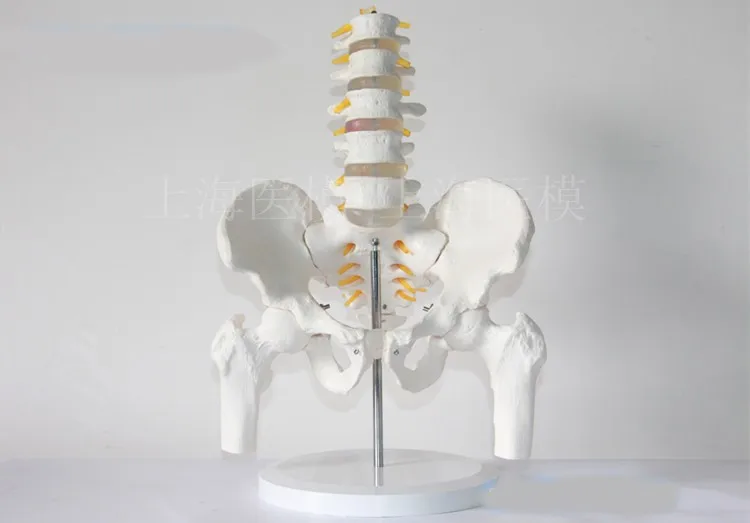 five section lumbar spine model human skeleton model with pelvis spine Lumbar disc disease model free shipping