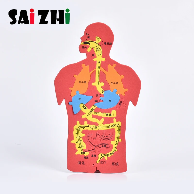 Saizhi научные игрушки Diy модель человеческая пищеварительная система головоломка