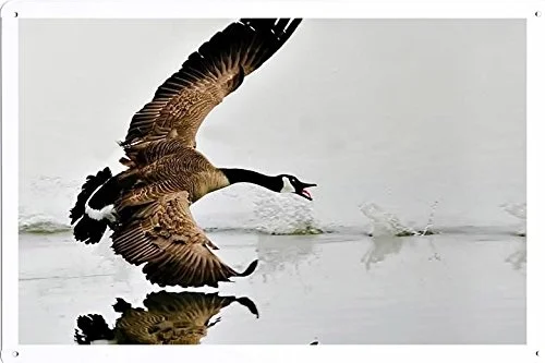 Постер с изображением животных мира-знак из канадской гусиной олова | Дом и сад
