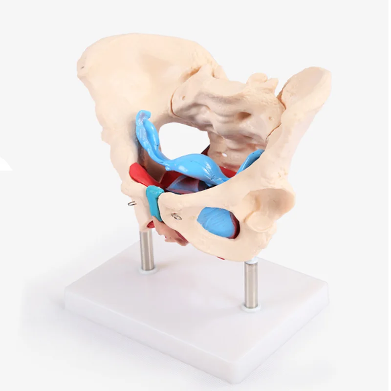 Модель матки яровичных органов реабилитационная медицинская анатомическая