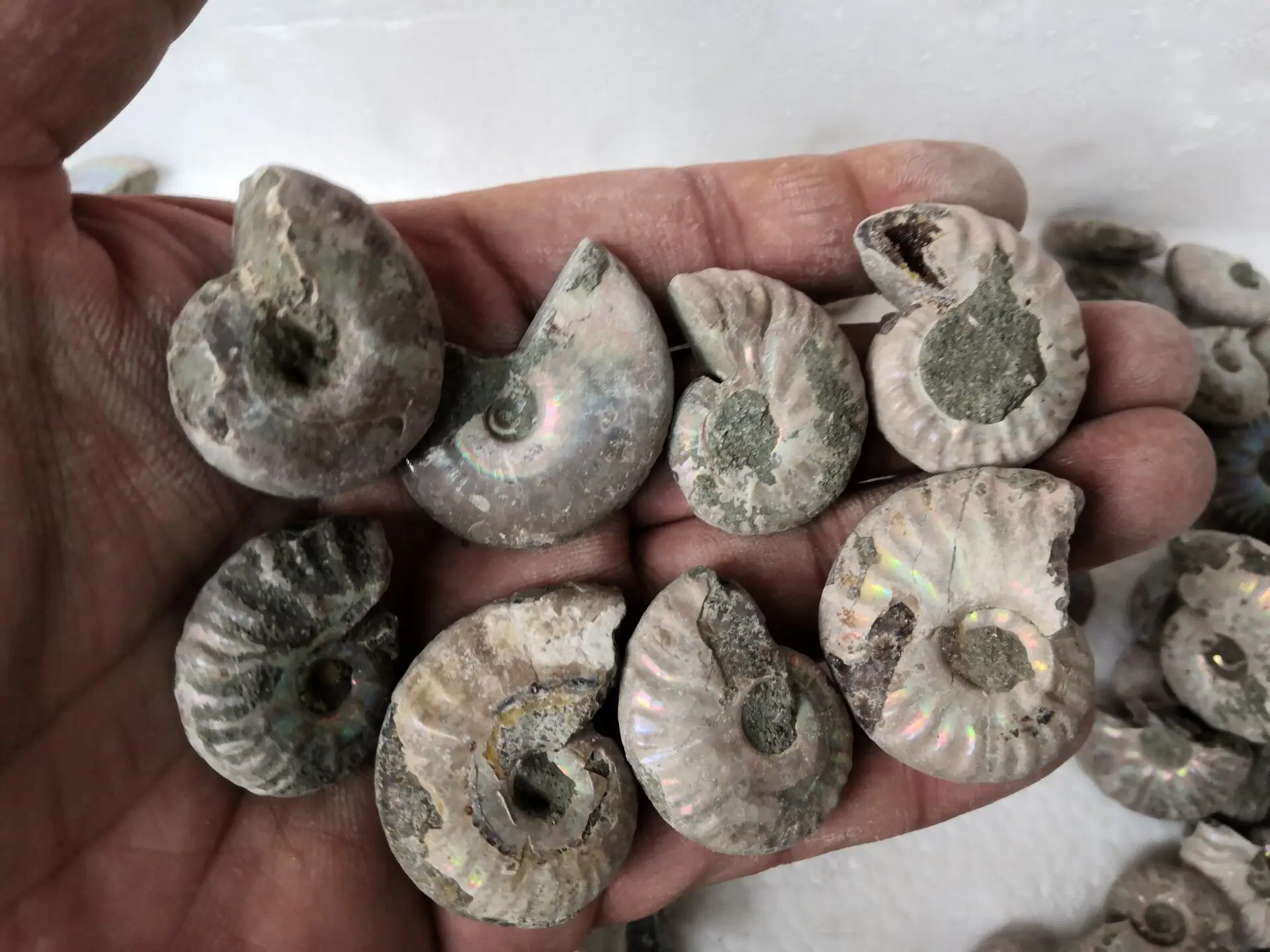 Аммонит моллюск. Полезное ископаемое из раковин умерших морских. Аммонит окаменелость. Аммонит камень. Полезное ископаемое из раковин умерших морских.