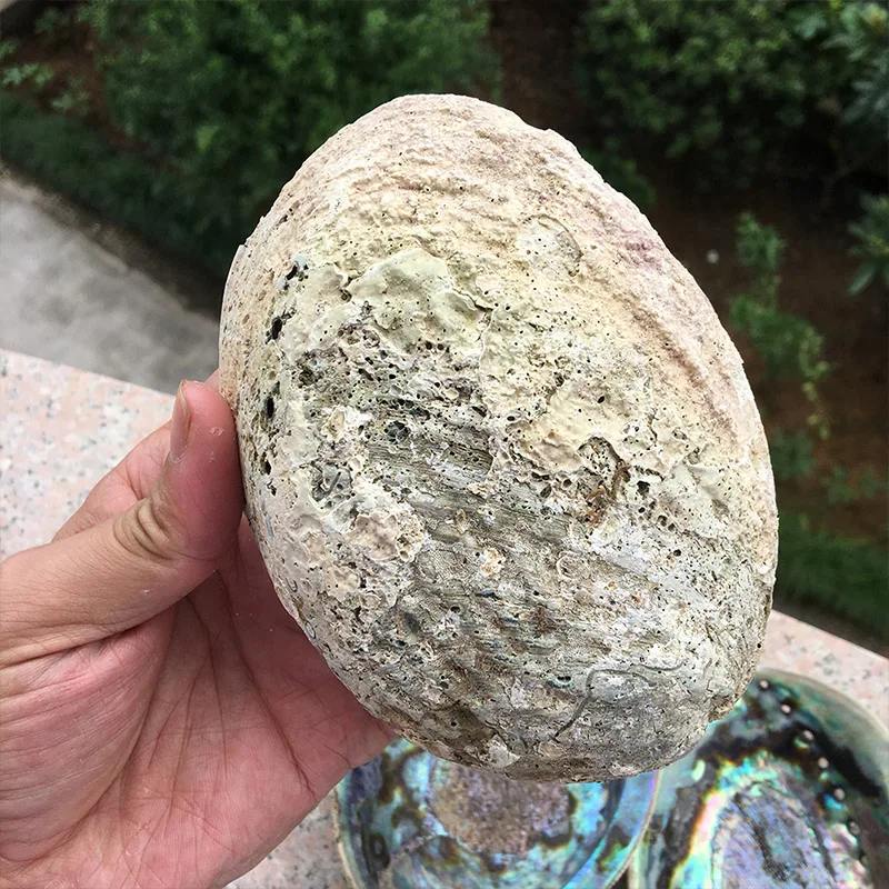 13-18 см натуральный Abalone Shell неполированный мыльница раковины творческие ювелирные изделия получает мыльница шалфей горшок для оформления дома подарок